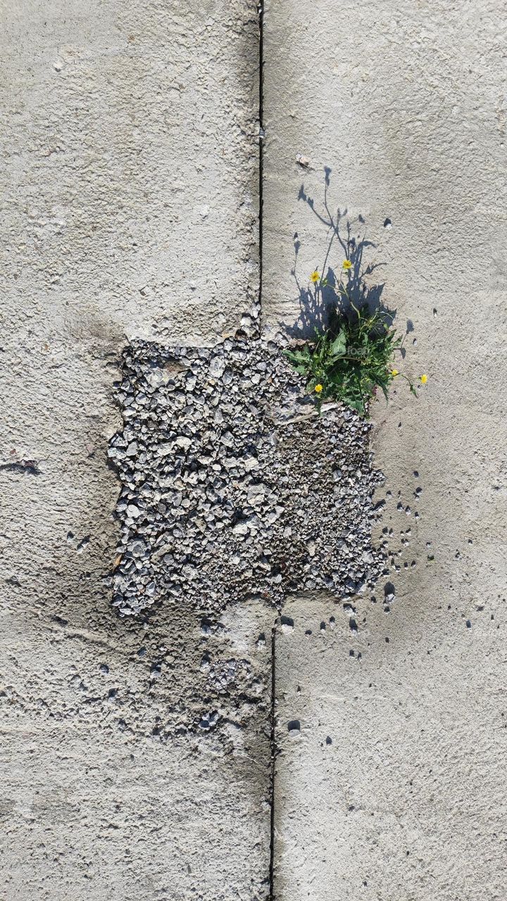 A plant living in the concrete