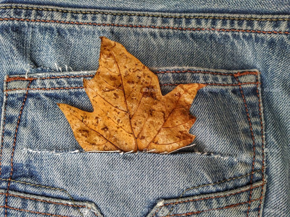 Maple Leaf in a jeans pocket