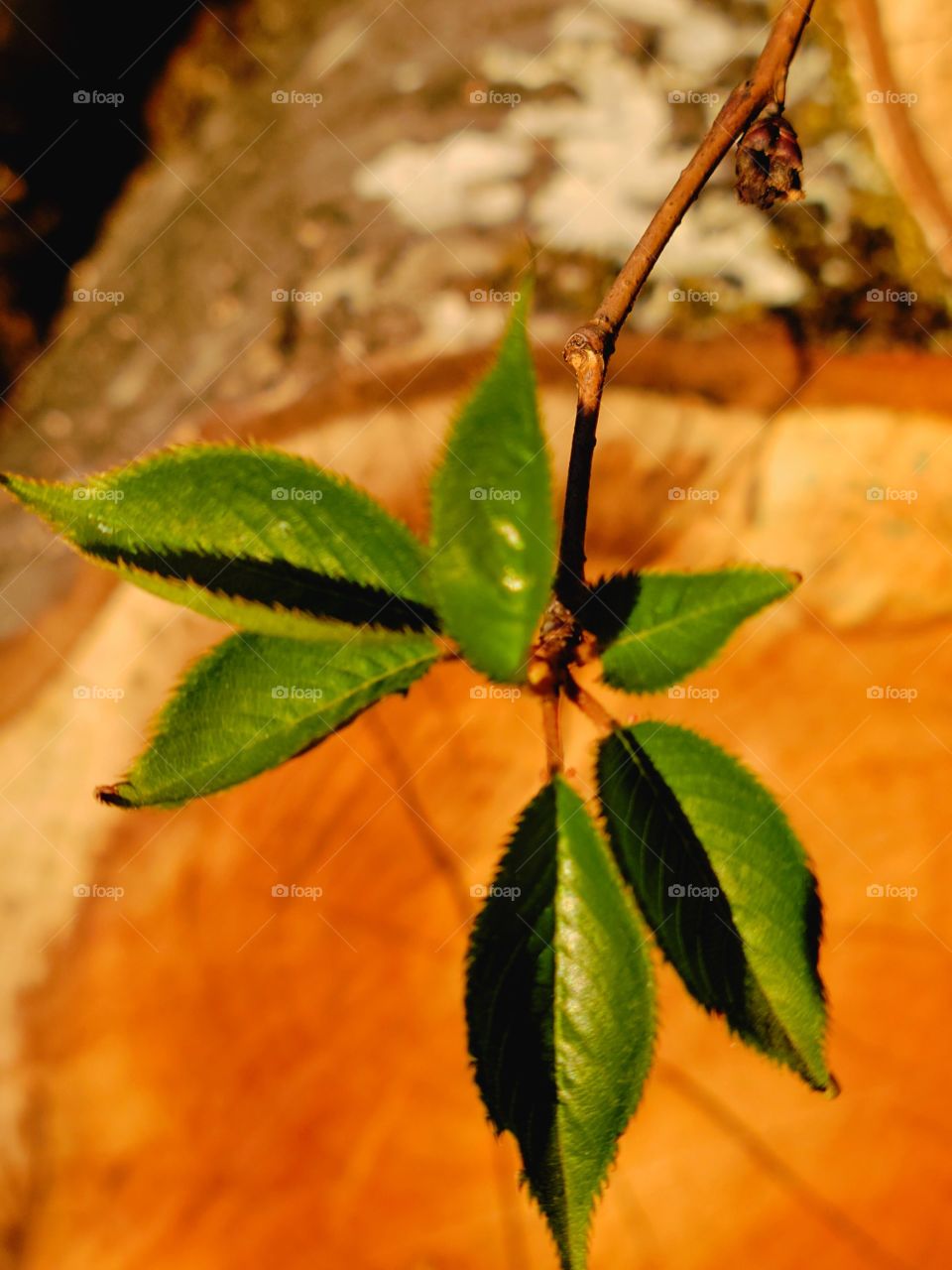 tree limb growing out of  cut log