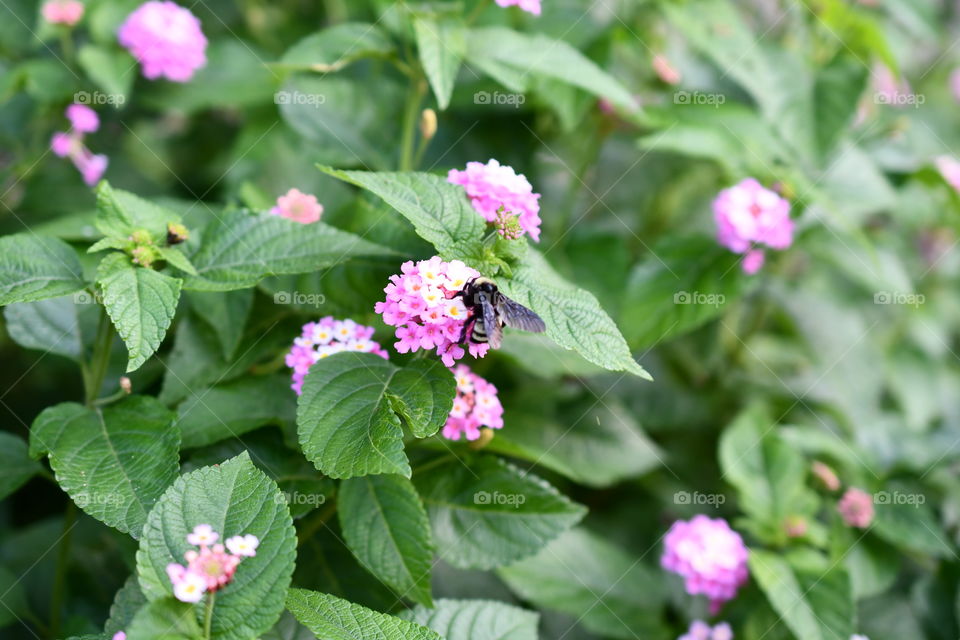 A close up picture of a bee pollinating a lantana flower.
