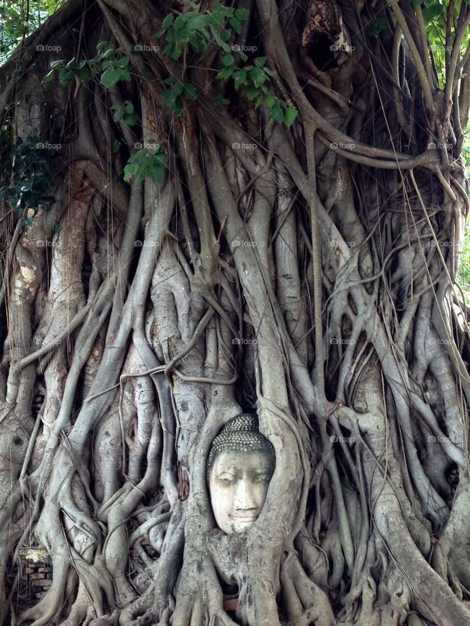 Buddha head in tree roots, Ayutthaya, Thailand
