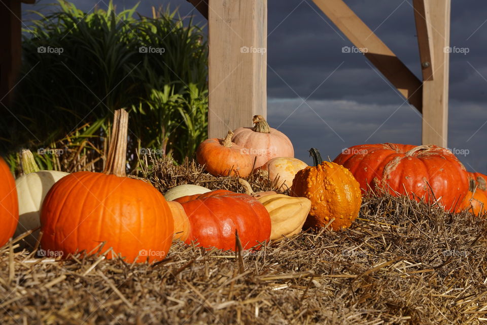 Pumpkins in the hay