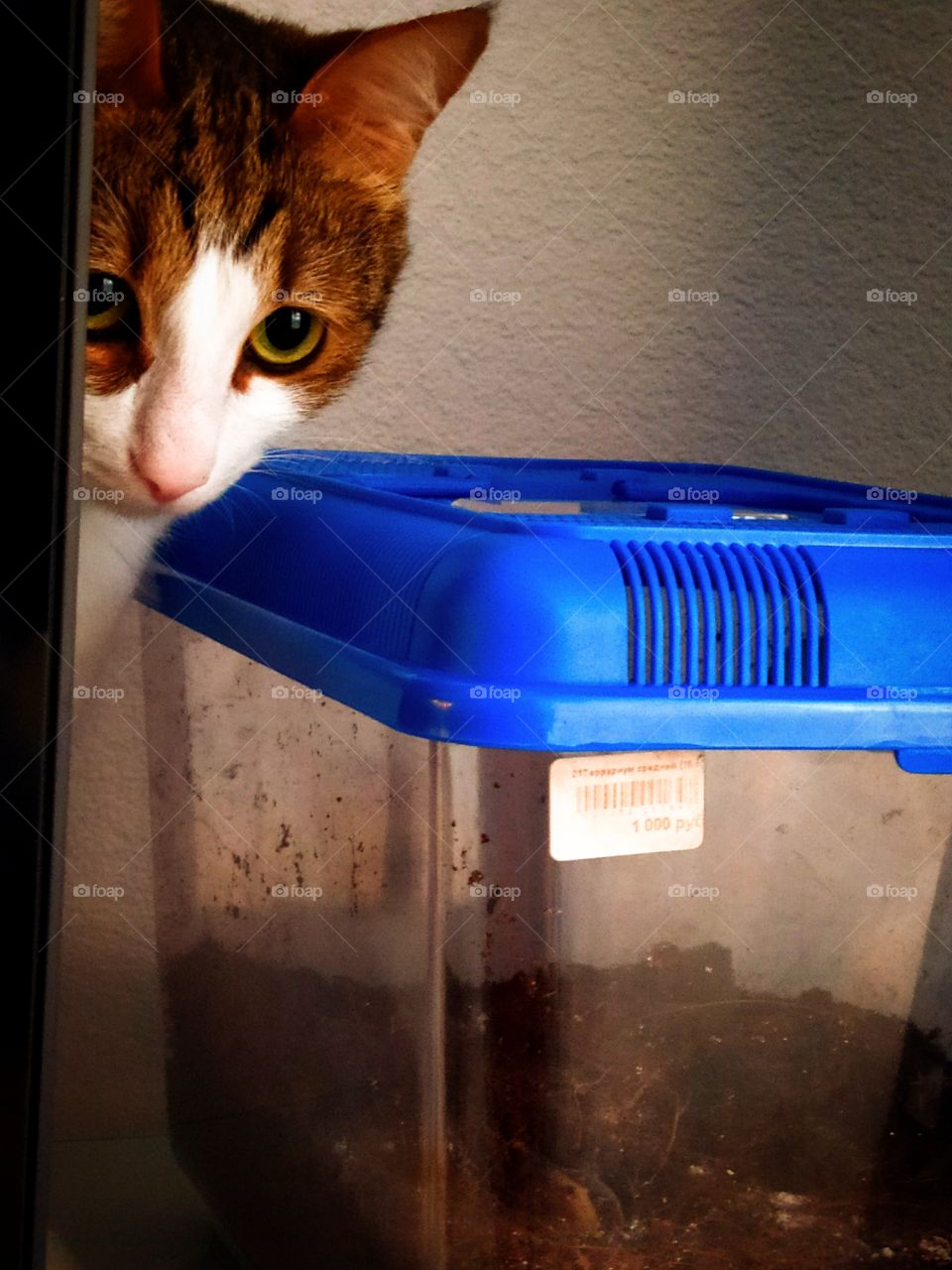 Curious cat that spies