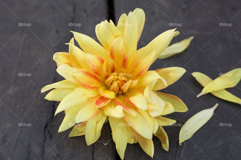 Fallen yellow dahlia