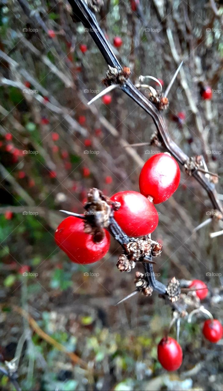 the power of three - close up of  3 fruits of barberry