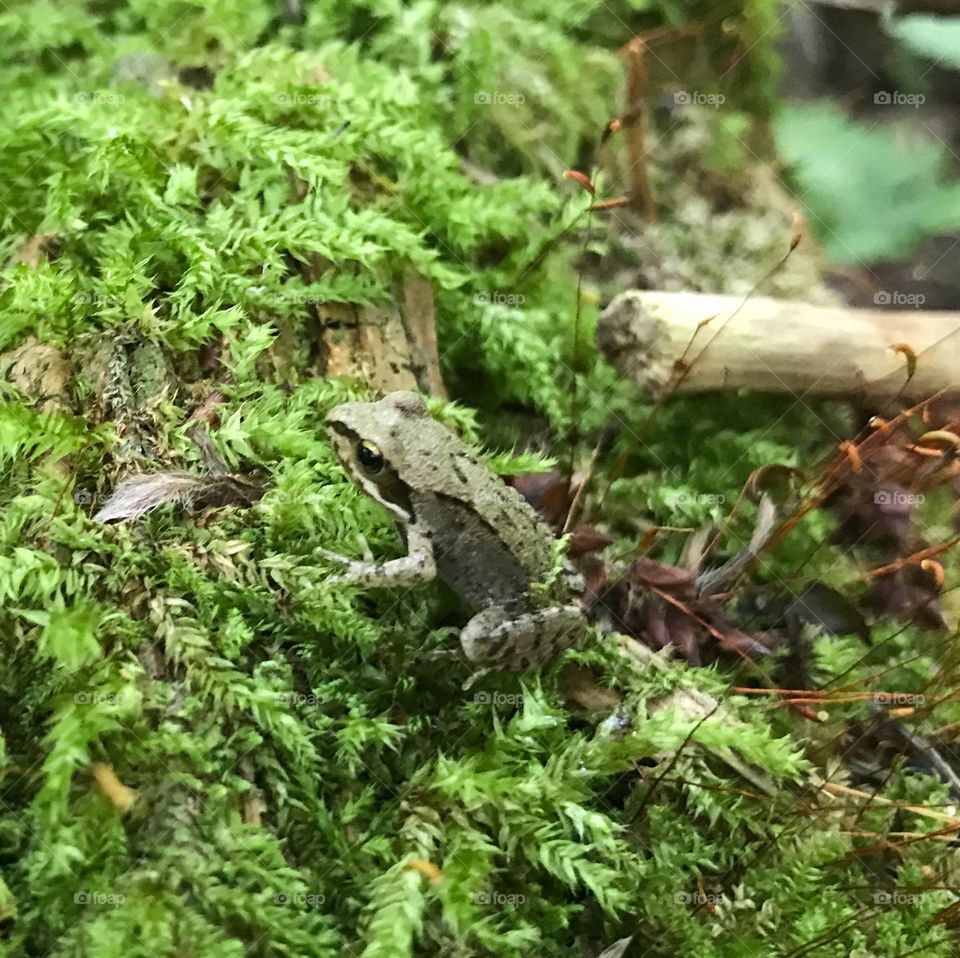 Frog Trübelbachweiher 