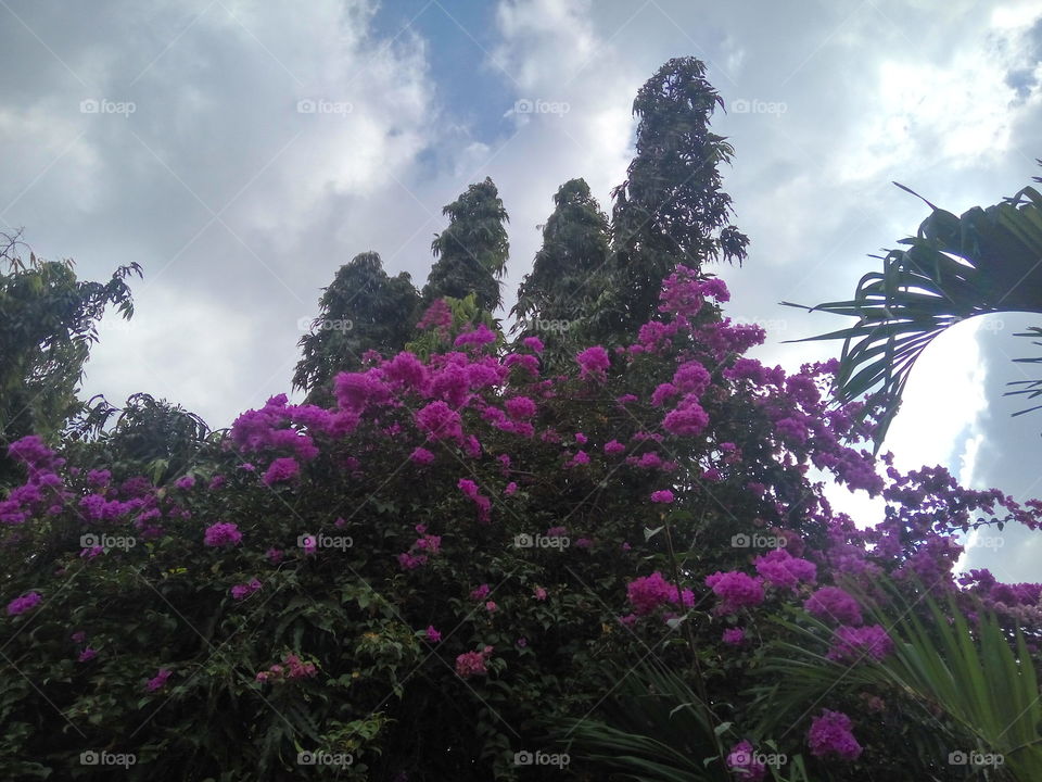 pink flower trees and the cloudy blue sky.