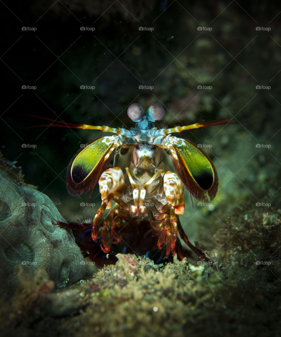Mantis schrimp
