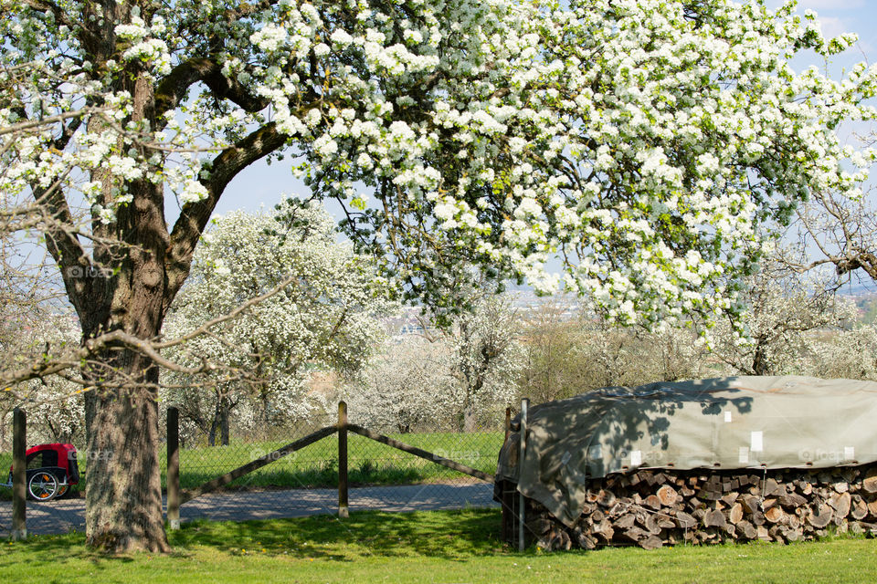 blooming apple tree in a garden and a stack of wood
