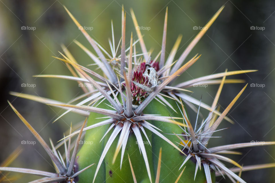 Cactus, Spine, Succulent, Prickly, Sharp