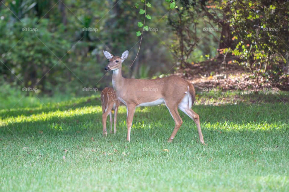 Herd of deer watching
