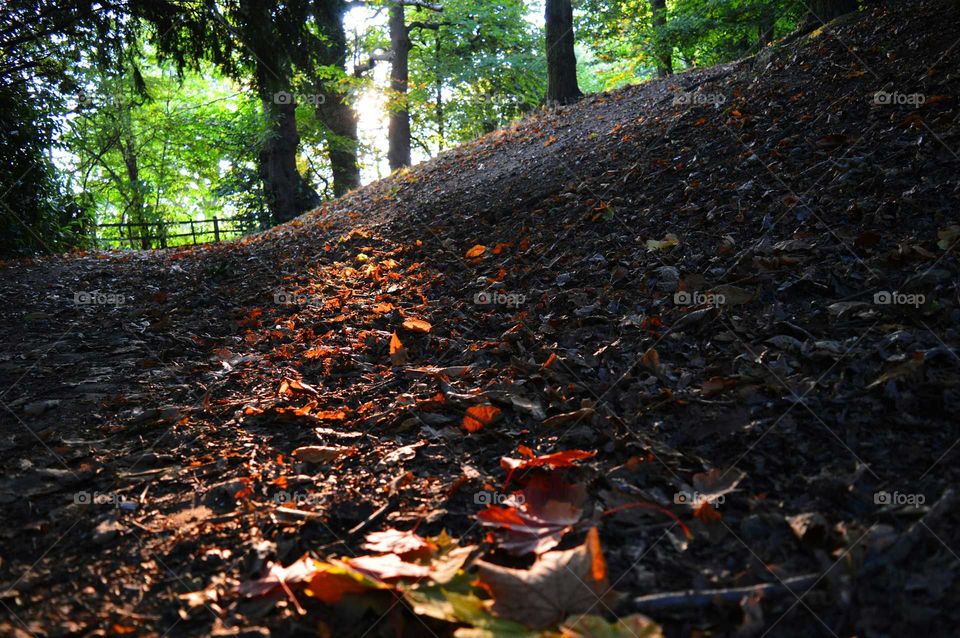 autumn golden hour. autumn path