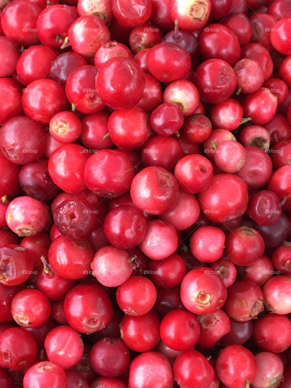 Lingonberries