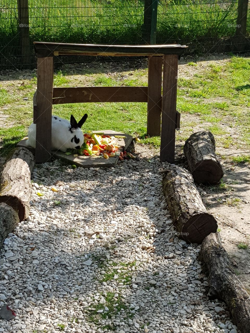 a black and white rabbit eats at the educational farm
