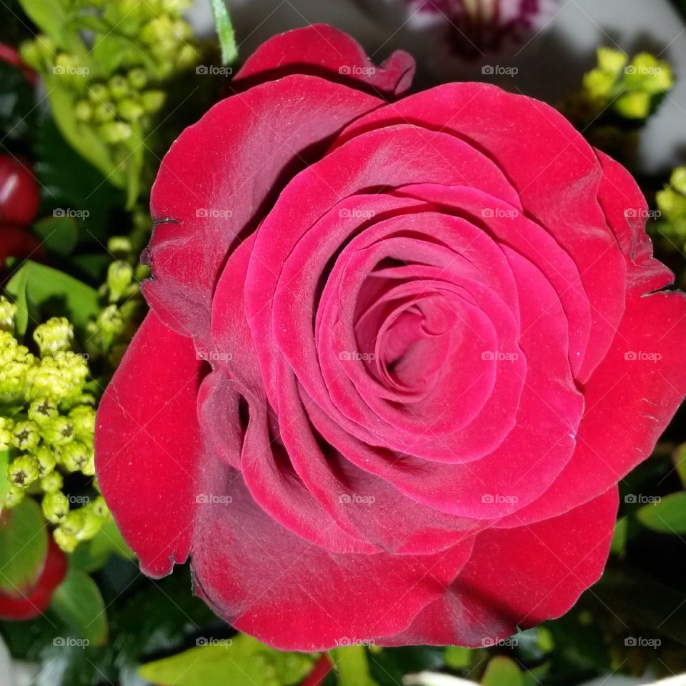 Close-up of red rose