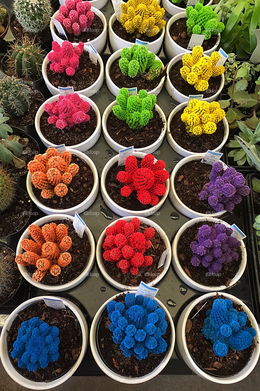 Crayon colored cacti dazzle your eyes.