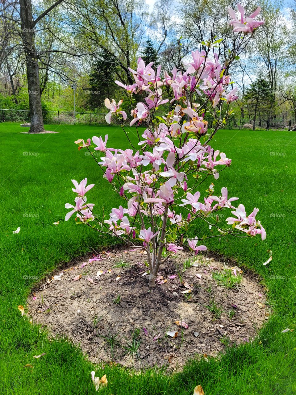 memory of a daughter blooms