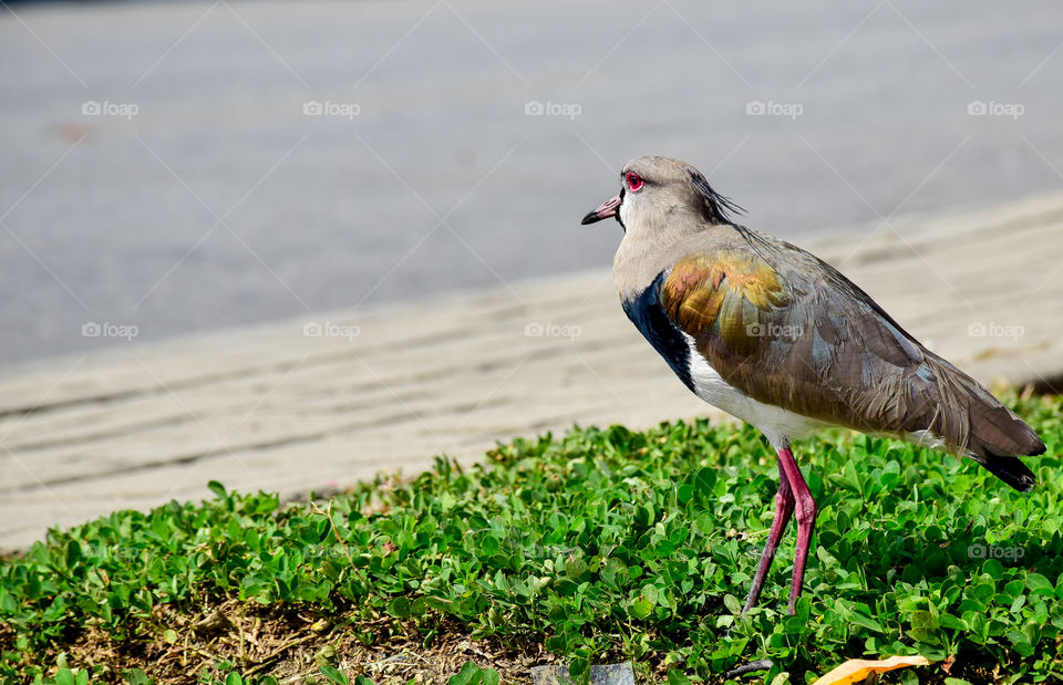 Como não amar a natureza....