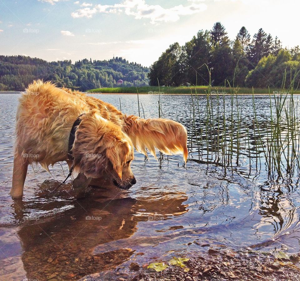 Golden retriever in lake