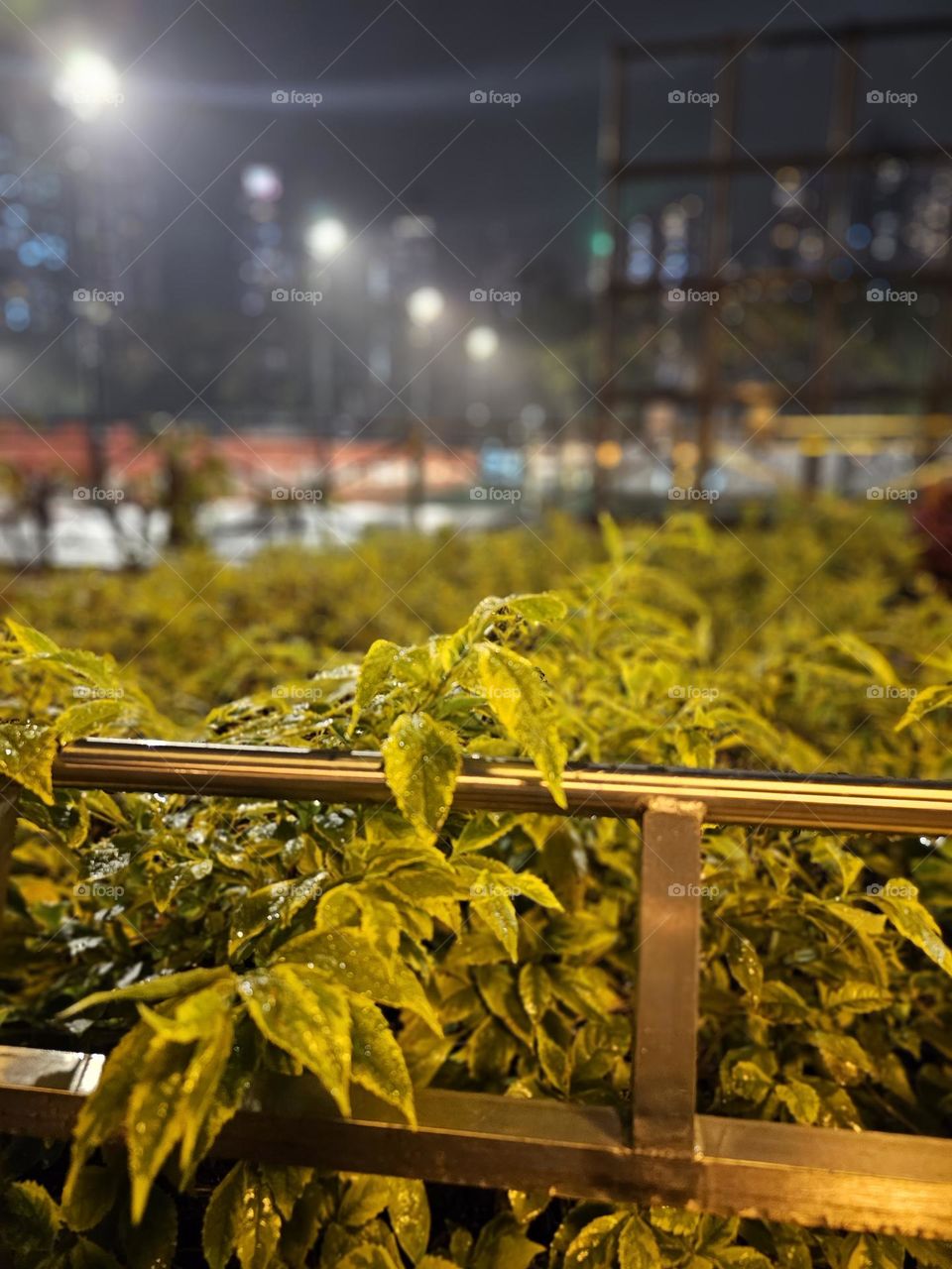 Plants in the rain at Hong Kong Victoria Park