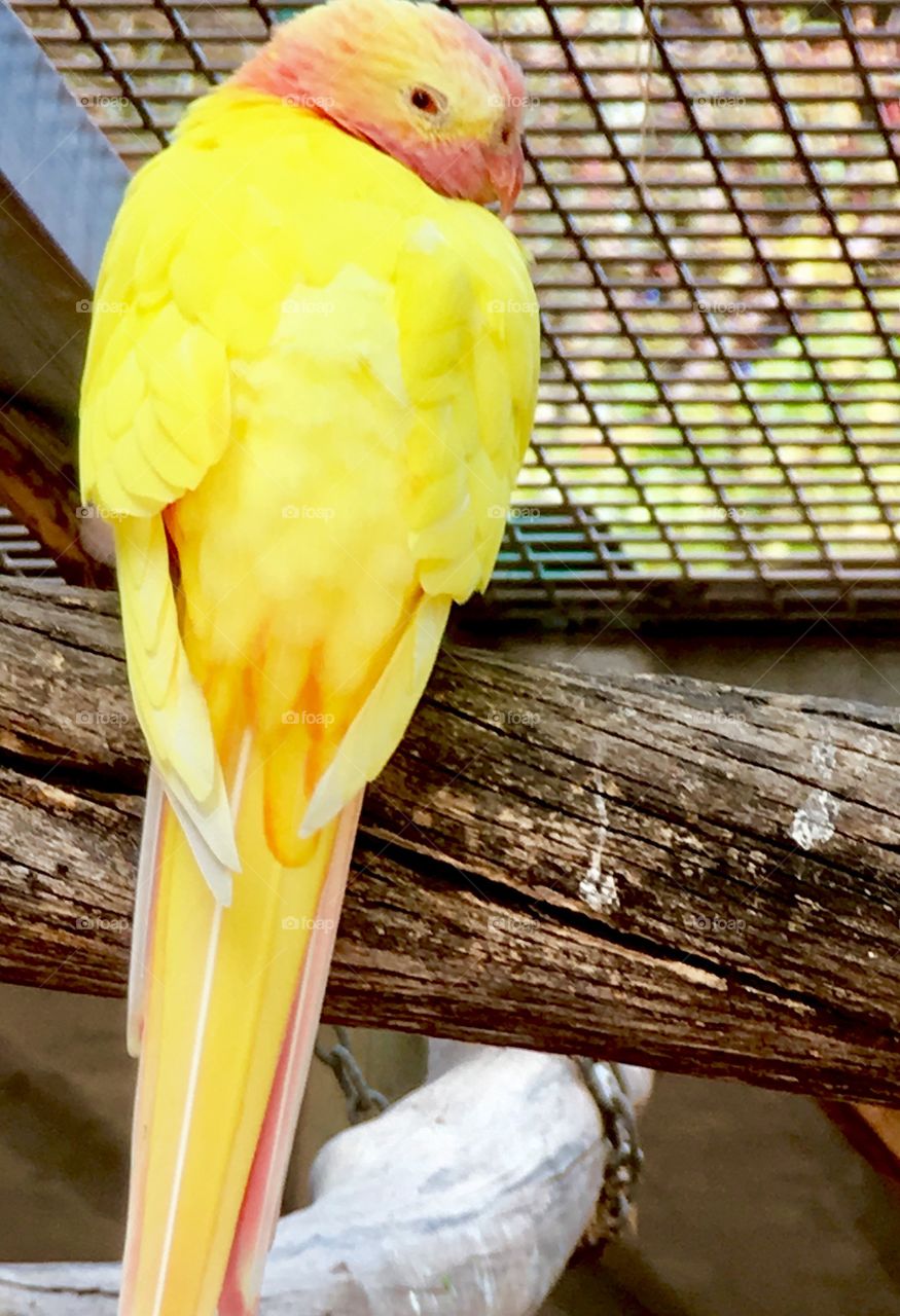 Yellow parrot sitting on perch outdoors contained 