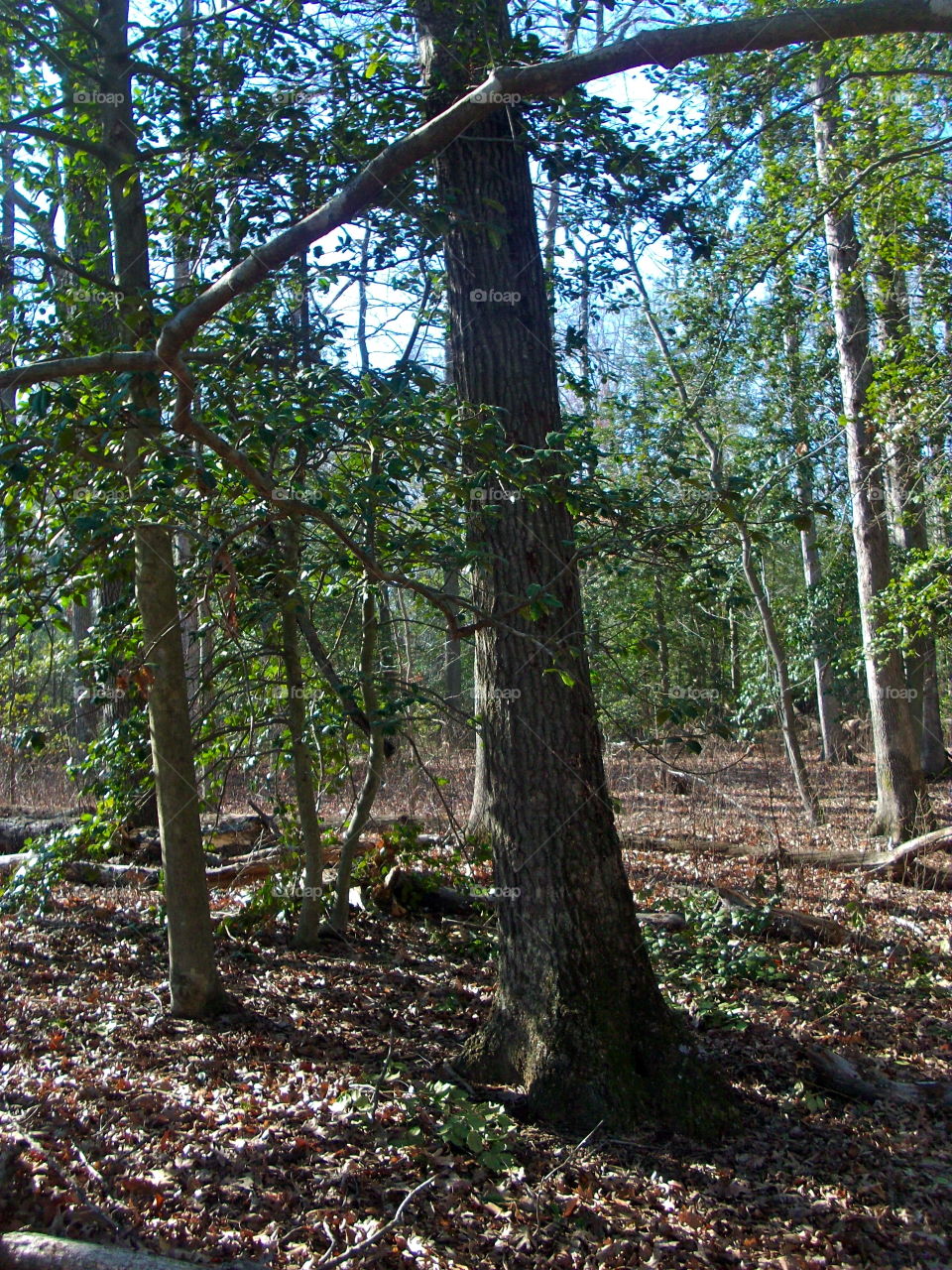 Wood, Tree, No Person, Leaf, Nature