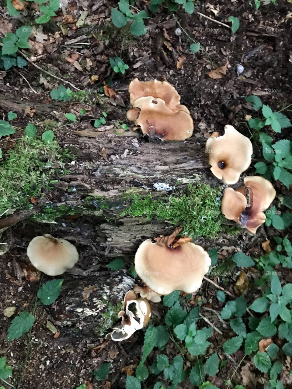 Megalithweg Riedholz 