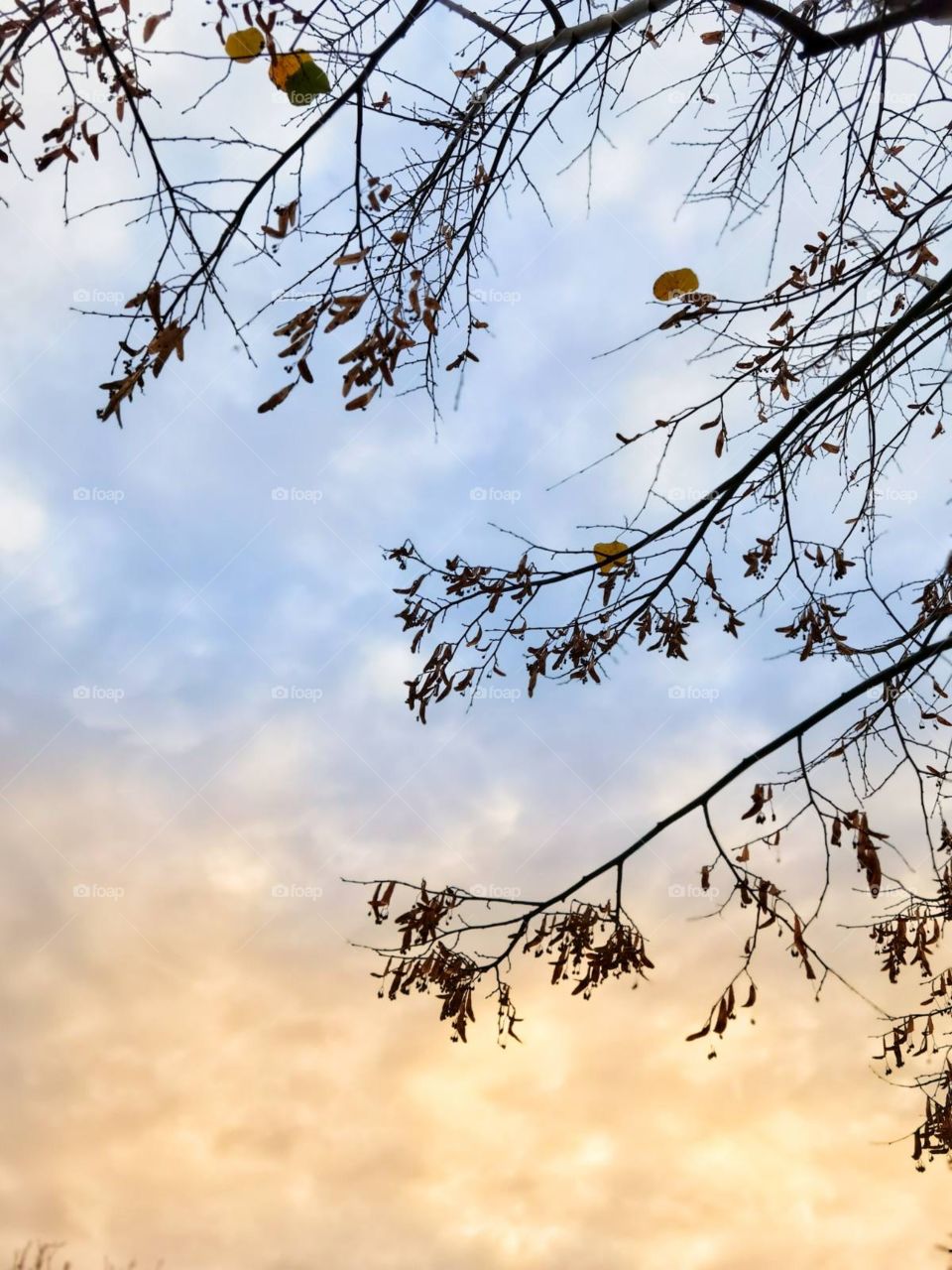 Cloudy sky through the branches!
