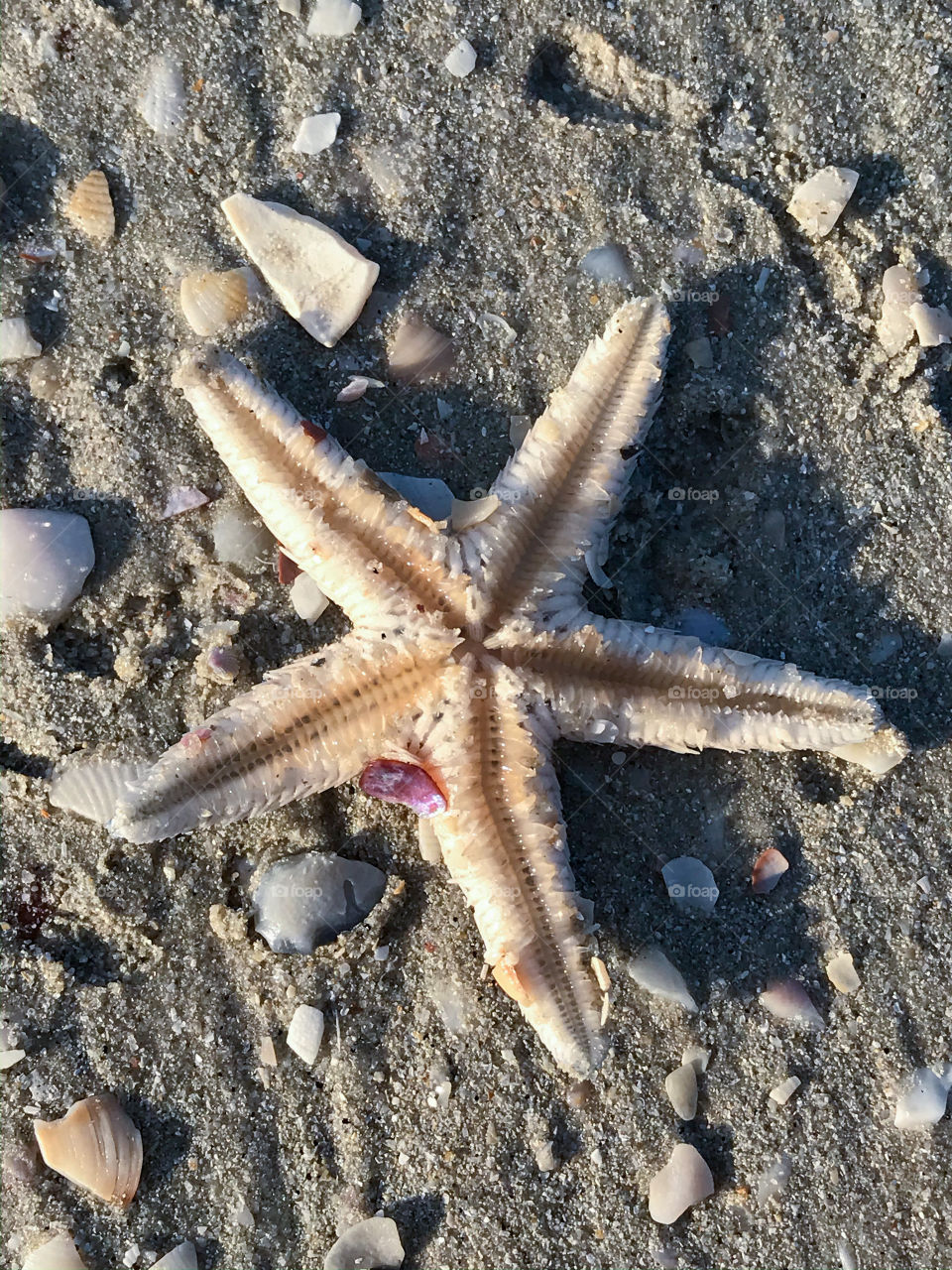 Beautiful star fish on the beach of Langkawi