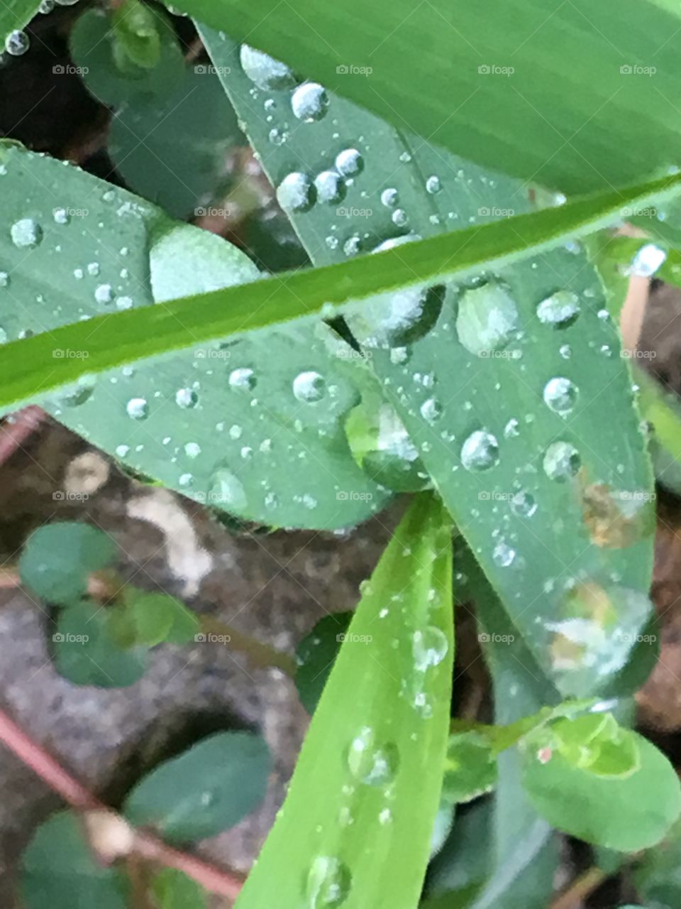Early morning dew provides a feeling of freshness to start the day 
