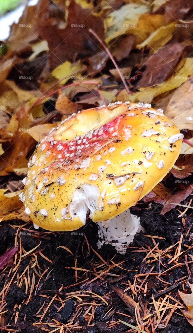 bright round red, yellow and white mushroom growing on a hillside in Oregon surrounded by fallen leaves