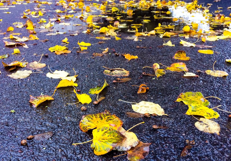 Fallen autumn leaves under the rain