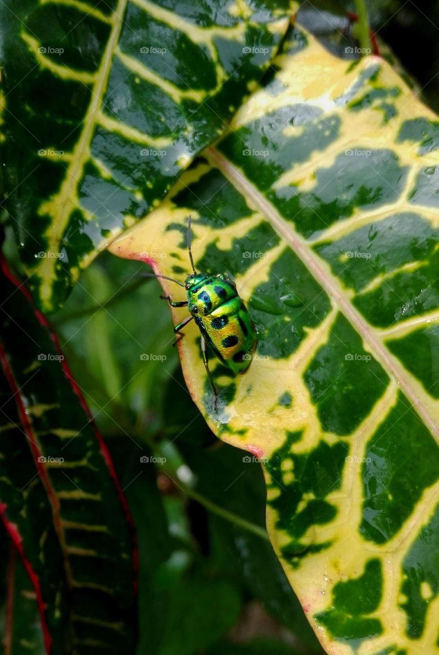Beautiful.. Colourfull.. Beetle