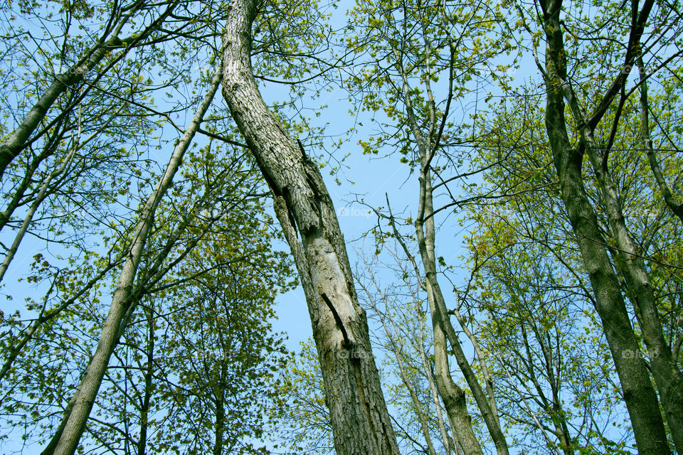 Trees in a forest with one dead tree curving and looking up 