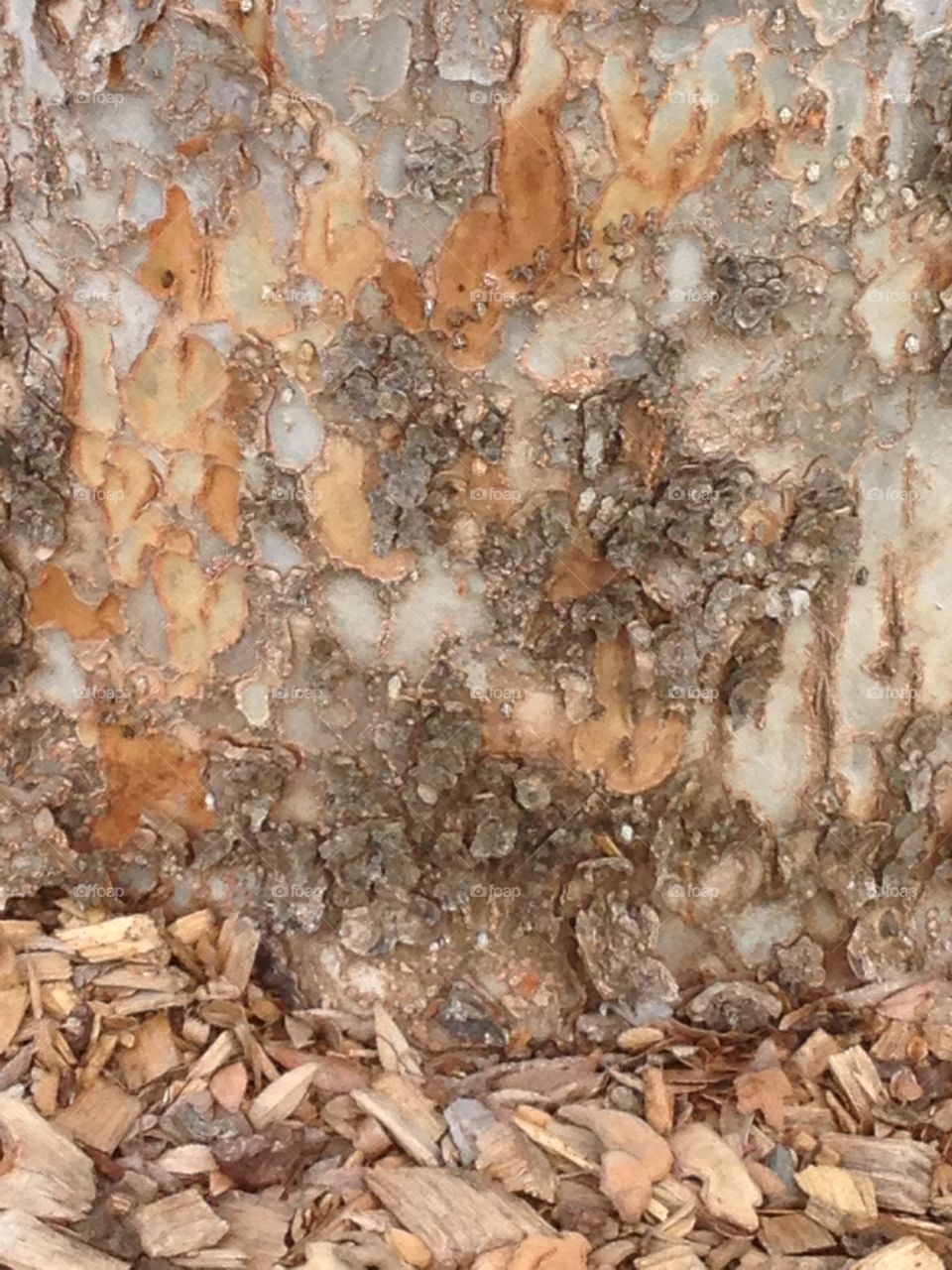 Tree and bark