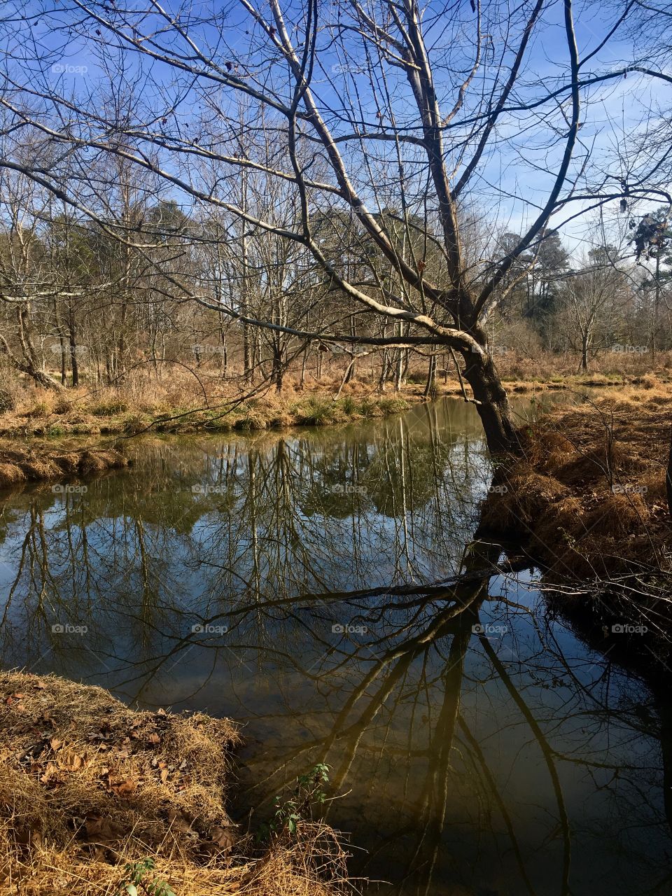 Along Creekside Trail (or pretty close) at Yates Mill Historic Park