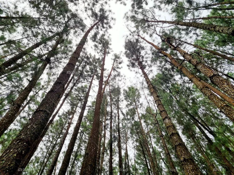 thicket