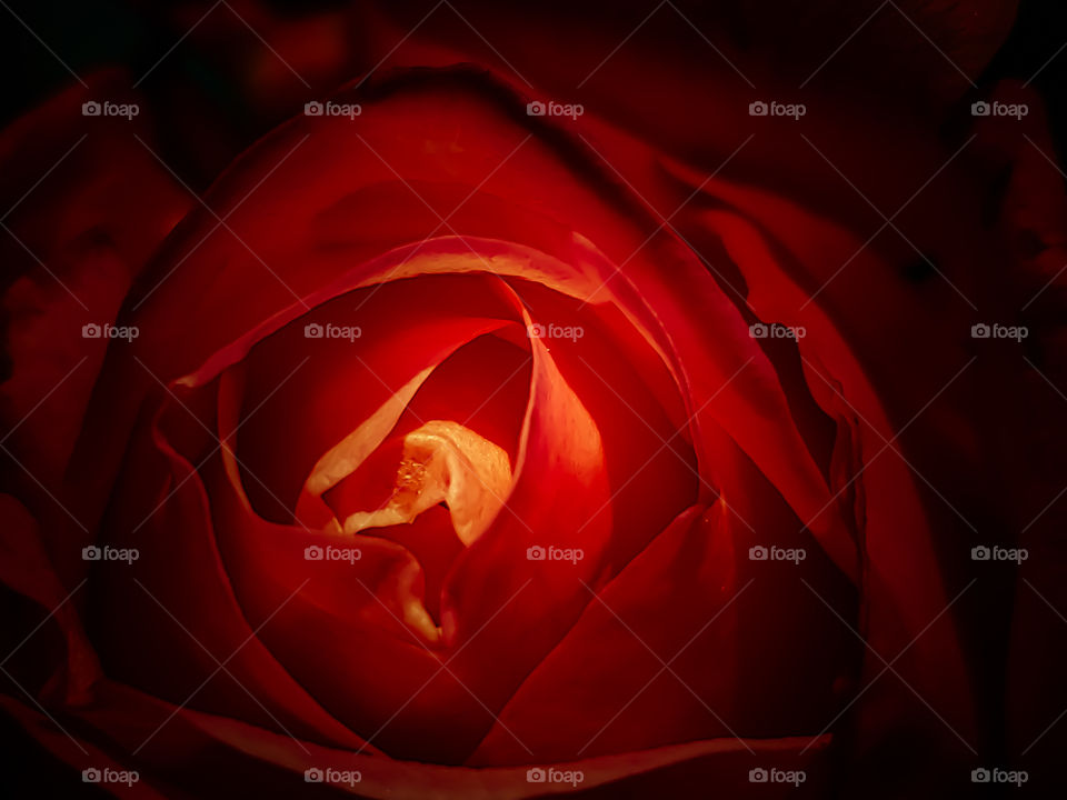 Macro red rose