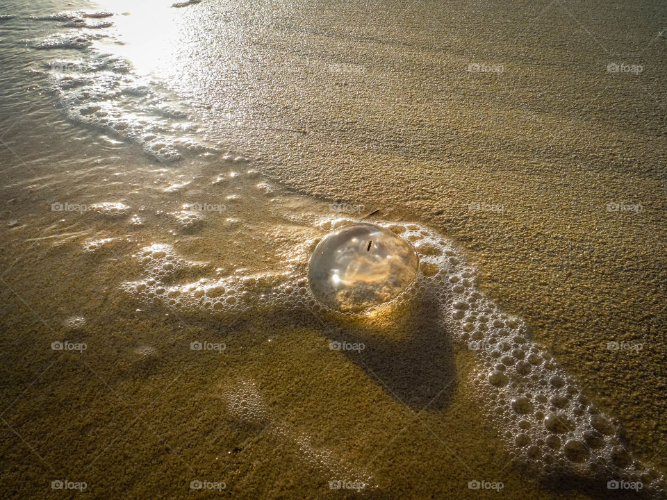 Jellyfish on a sand beach