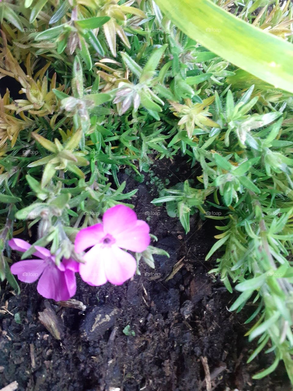 nature on the balcony