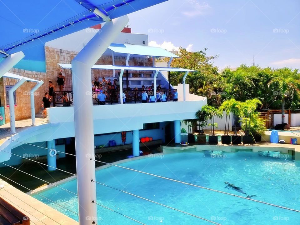 river creature atlantic child activity portrait beach fun coral natural family happy vacation dolphins playful island friendly animals fauna scuba landscape dolphin pod pool paradise travel snorkeling aqua view tourism flipper adventure undersea natu