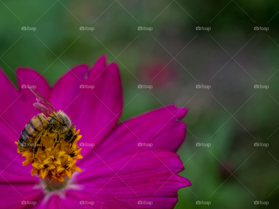 Bee pollinating pink flower