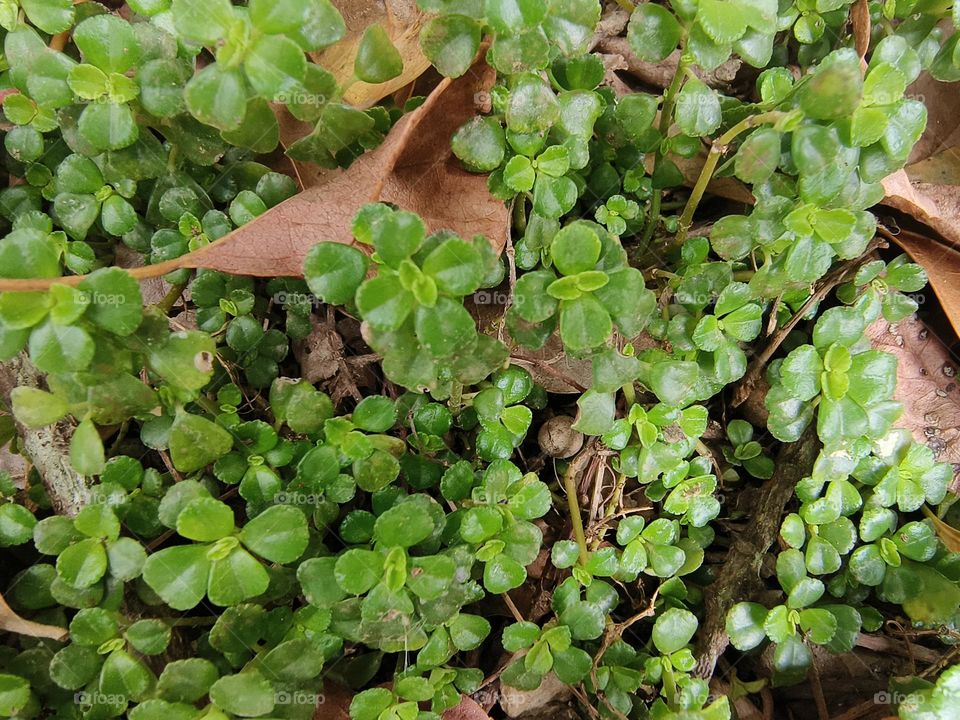 Soleirolia soleirolii from Beinan Township Native Applied Botanical Garden