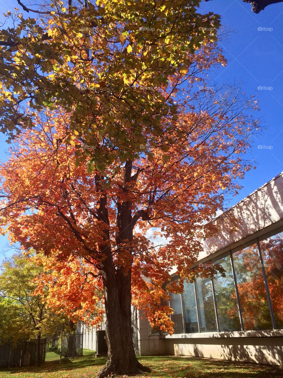 Beautiful Autumn Toronto 