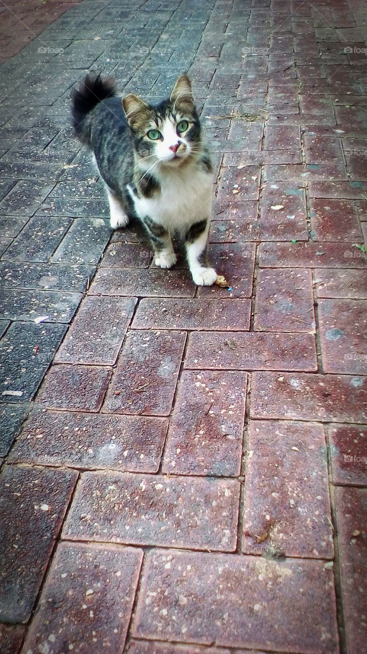 Cat on the street looking