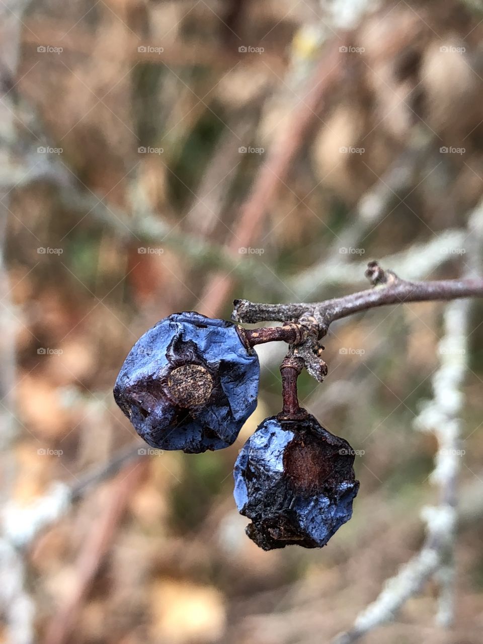 Natur, blaue Beeren, 