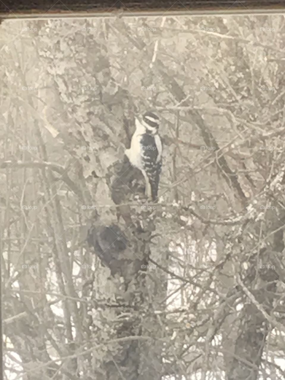 Different Woodpecker