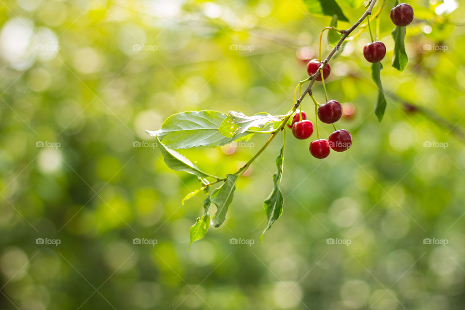 Cherries on the branch