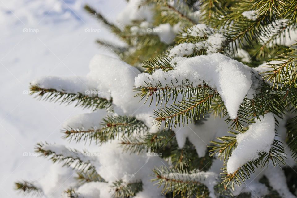 Snow on spruce tree