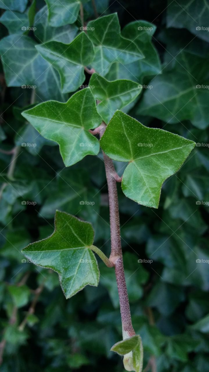 Ivy leaves